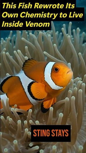 This Fish Rewrote Its Own Chemistry to Live Inside Venom. #unexplained #wildlife #marinemystery