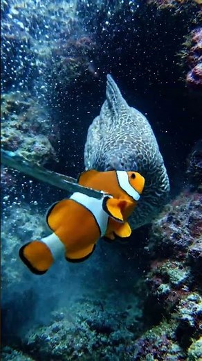 Feeding a Moray Eel: Intense Strike!