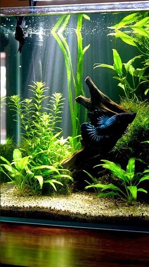 Samurai Matte Black Betta Fish so Strong like Lion #bettafish
