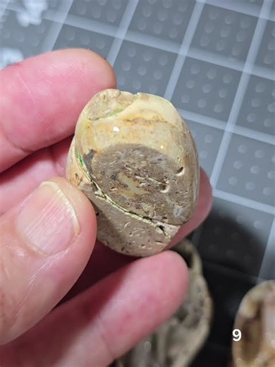 Fossilized Druzy Spiralite Shells