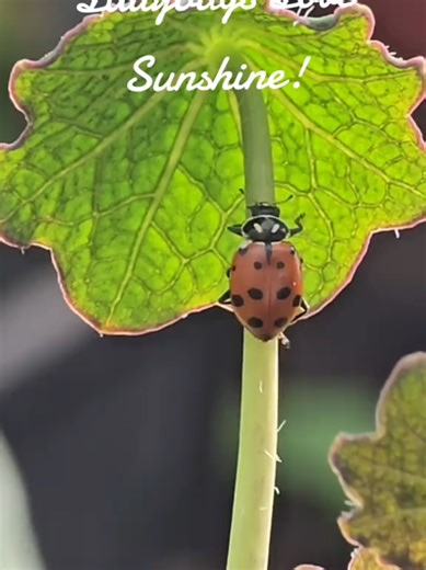 Ladybugs love sunshine - and so do I! So happy my greenhouse is a place for these lovely ones to play. #onthisday #ladybug #sunshine #greenhouse #biodiversity