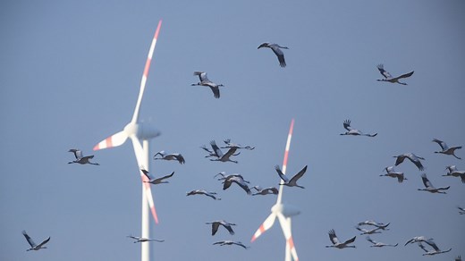 A 13-year study shows wind turbines are more deadly for bats than birds