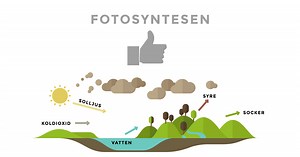 Fotosyntes och cellandning hänger tydligt ihop