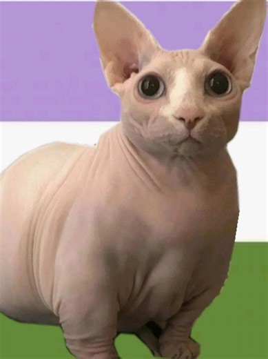 NAO SOU A FAVOR DO Q ELAS FIZERAM OK #givewithallyourheart #givewithallyourheart #mulherdepreso🔓🕊👫💍 #cringe