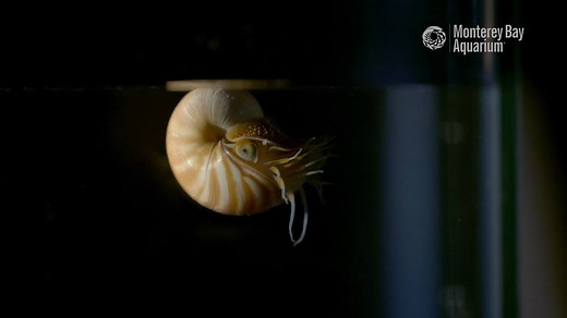 Do you know what a baby nautilus looks like? Do you want to see what a baby nautilus looks like? Squee! Chambered nautilus are hatching at the Aquarium!! | Monterey Bay Aquarium