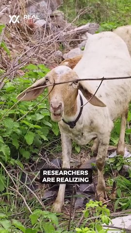 The crazy thing that happens to frogs after nuclear disaster