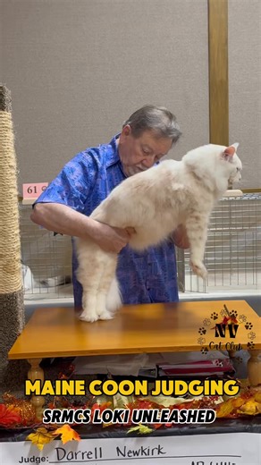 Maine Coons in Championship at the Burleson, Texas Cat Show. Judge Darrell Newkirk. #cfacatshow #mainecoon #mainecoonlovers #mainecooncat #mainecoonsofinstagram | New Vision Cat Club