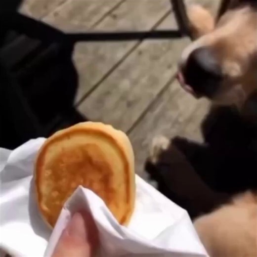 So True. Feeding dogs and cats. 🤣🤣