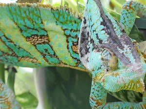 How to Make Gutload (for Insects)