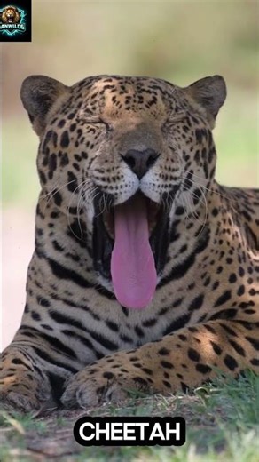 3 Deadliest Big Cats That Rule the Wild! 🐆🔥"