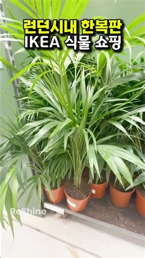 Shopping for Nursery-Quality Plants at a Downtown IKEA!#plants#houseplants#plantshopping#ikea