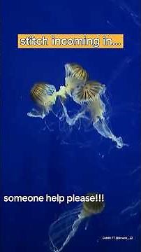 Ever wondered why jellyfish don't get tangled up in the ocean?