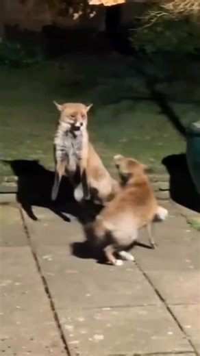 The Fox Project on Instagram: "We couldn't resist sharing again this wonderful video captured by one of our fantastic volunteers! Watch as a pair of foxes navigate the intricacies of breeding season. He’s interested, but she’s not quite on the same page. Despite his attempts to assert dominance, the female clearly isn’t having it! 😆 Did you know that vixens are only in season for a few days each year? During this short window, when the vixen is in estrus, she emits specific scents and vocalisat
