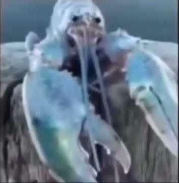 Blue Lobster meme