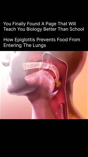 BIOLOGY | MEDICAL | HEALTH on Instagram: "The epiglottis is a small, leaf-shaped flap of tissue located at the entrance of the larynx (voice box). Its main job is to act as a protective gatekeeper between the trachea (windpipe) and the esophagus (food pipe). When you breathe, the epiglottis stays open, allowing air to flow freely into the lungs. But when you swallow food or drink, it automatically closes over the trachea, directing the food toward the esophagus instead. This quick reflex action 