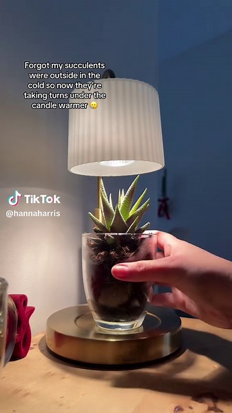 Caring for Succulents in Cold Weather