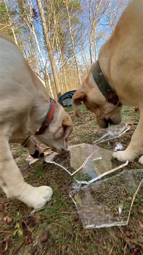 Labradors vs. Ice: A Hilarious Showdown of Skills