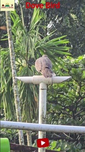 #birds #bird #birdsounds #birdsfeeding #nature #naturelovers #naturephotography