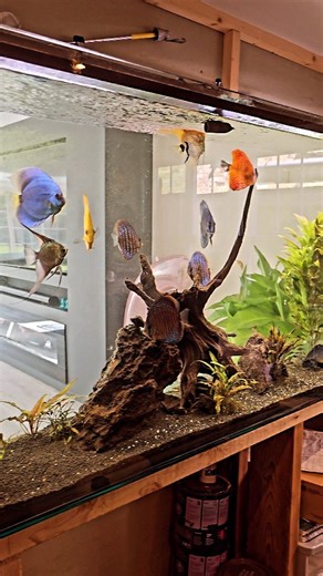 Check put this rescape we have just commissioned on this stunning 550l discus aquarium! Out with the old and in with the new! #aquarium #pond #aquariumhobby #aquariummaintenanceservice #aquariummaintenance #aquascape #fish #fishtank #fishkeeping #aquatic #aquariums #ponds #aquaticelements #reef #reeftank #tropicalfish | Aquatic Elements