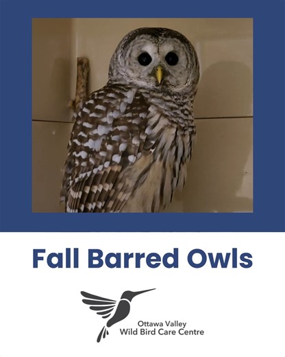 Your support is helping owls receive a second chance at life! 🦉💛 Since the end of September, the Centre has received over a dozen owls, mostly Barred Owls, nearly all injured from vehicle or window collisions. In the fall, juvenile owls disperse from their parents’ territory, and some northern owls migrate through this area. With the time change, evening traffic is darker just as owls become active. This combination of factors makes vehicle collisions more common in the fall. Here’s how we can