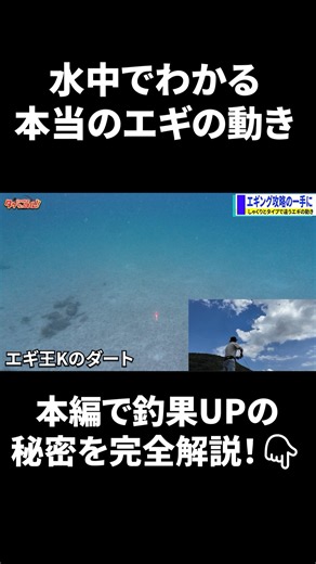 【衝撃の水中映像】エギの動きからわかるエギング攻略法！動きの違い知らずに使ってない？#エギング #エギ王 #水中映像 #アオリイカ #shorts