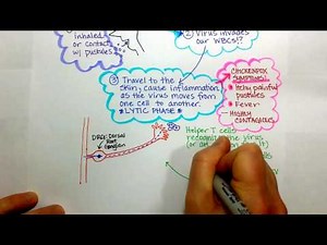 Varicella Virus: Chickenpox and Shingles