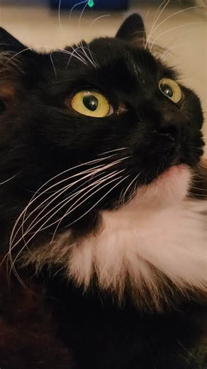 noggin scrittches #cat #catsoftiktok #NissanShowUp #cats