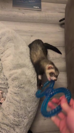 Adam’s Online (@_adamsonline)’s videos with original sound - Lulu and Boba