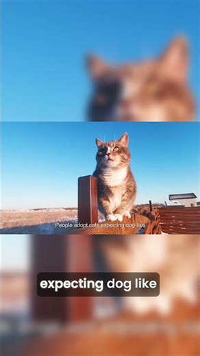 Discover 10 Dog like Cat Breeds 🐱🐶 #animals #husky #facts #pets