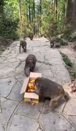 Monkeys Eating Twinkies: Cute Monkey Videos