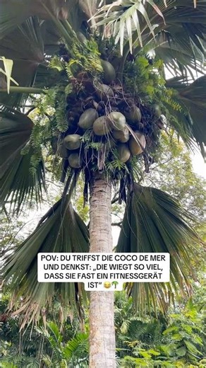 For centuries, the Coco de Mer was a mystery. Nobody knew where it grew. #seychelles