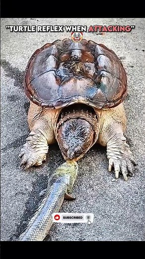 dream funk slowed | dream funk slowed 1h | lumix dream funk slowed #phonk #short #fhonk