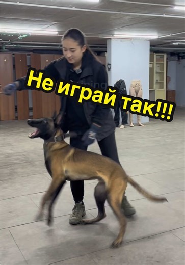 Продолжаем разбирать тему правильной игры) Предыдущие части в профиле🫶🏻 #dogtraining #кинологодесса #дресирування #играссобакой #малинуа @dti_bestie_kinolog