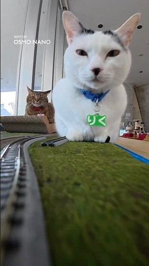 ミニ電車で猫の世界に潜入🐾✨モフモフ注意報発令中⚠️