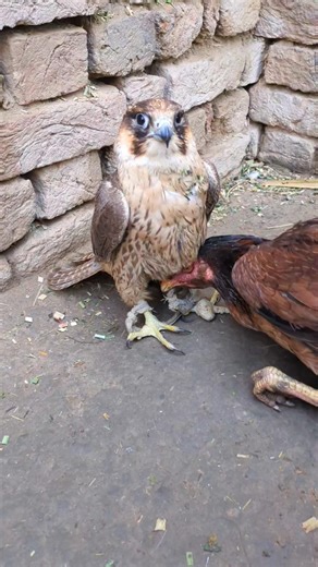Grey Hen 🐓 Accepted Falcon King 👑 #shorts #falcon #animals