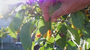 A woman's hand shows diseased leaves and fruits of a pear caused by the fungus Gymnosporangium sabinae or pear rust.