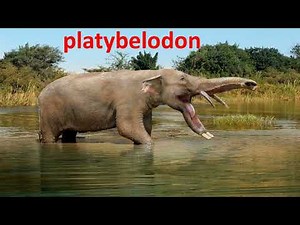 platybelodon