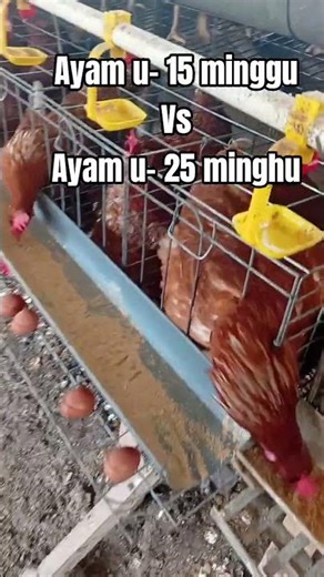 ayam u-15 minggu vs ayam u-22minggu