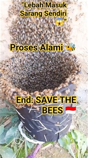 Lebah Madu Indonesia 🐝🔥🇮🇩/ Bees 🐝Entering New Hive #shorts #indonesia