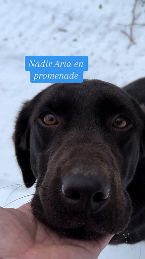 Éleveur canin, Nadir Labrador en promenade avec Nadir Aria. #elevagelabrador #nadirlabrador #labradorchocolat #eleveurlabradorretriever #éleveurcanin