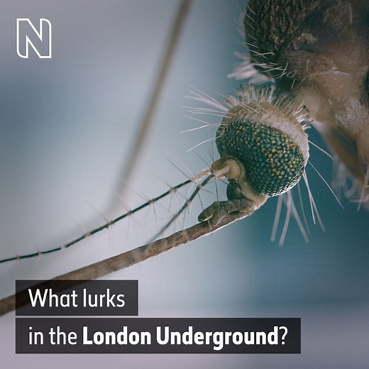 Did you know that the London Underground has its own mosquito? Dr Erica McAlister, Senior Curator of Diptera at the Museum, explains how these little insects are able to survive in the Tube's dark tunnels. #WorldMosquitoDay | Natural History Museum, London
