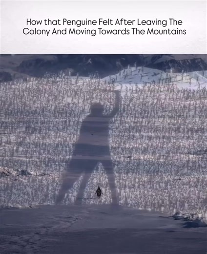 Explore Fascinating Penguin Behavior in Nature