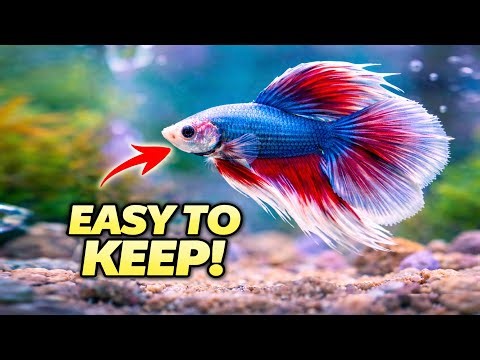 First Betta Fish? Follow This 10-Minute Starter Guide