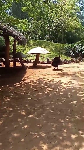 Turkey Mating dance But Alone ?