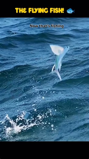 EJS Fishing Charters on Instagram: "SPJ Instructional trips and private slow pitch jigging charters. Big game fishing charters. Customized trips to meet your needs. Slow pitch jigging instructional trip for beginners through experts. We will provide all the gear free of charge including jigs. Customized fishing charters to exceed your expectations. Trolling, kites, live bait, electric, bottom fishing, reef fishing, deep drop. Let us plan the perfect adventure. Call or visit our website. 561-447-