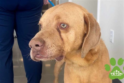 This 6-year-old weimaraner mix needs a good home - East Idaho News