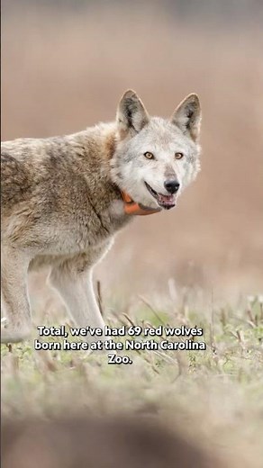 How the NC Zoo is restoring the red wolf population