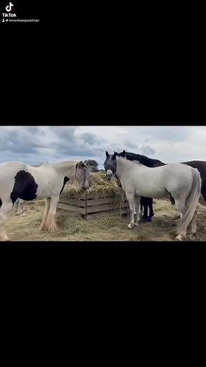 The TED gelding gang really knows how to party 🎉 #torontoequestrian #torontohorsebackriding #torontoridinglessons #ridingintoronto #torontoridingschool | Toronto Equestrian Downtown