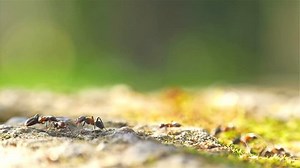 Colony Ants Walking On Ground Closeup Stock Footage Video (100% Royalty-free) 15688711 | Shutterstock