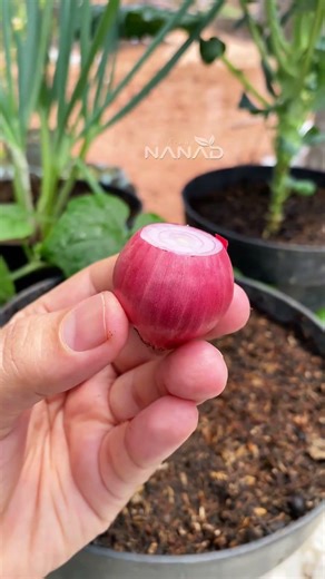 Amaze this is how to planting shallots on the pot at home, easy and simple way #viralreelsシ #shallot